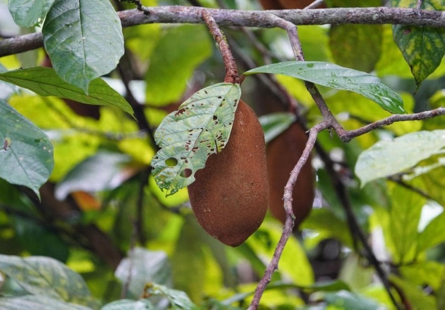 Fruta cupuaçu ainda pendurada na árvore