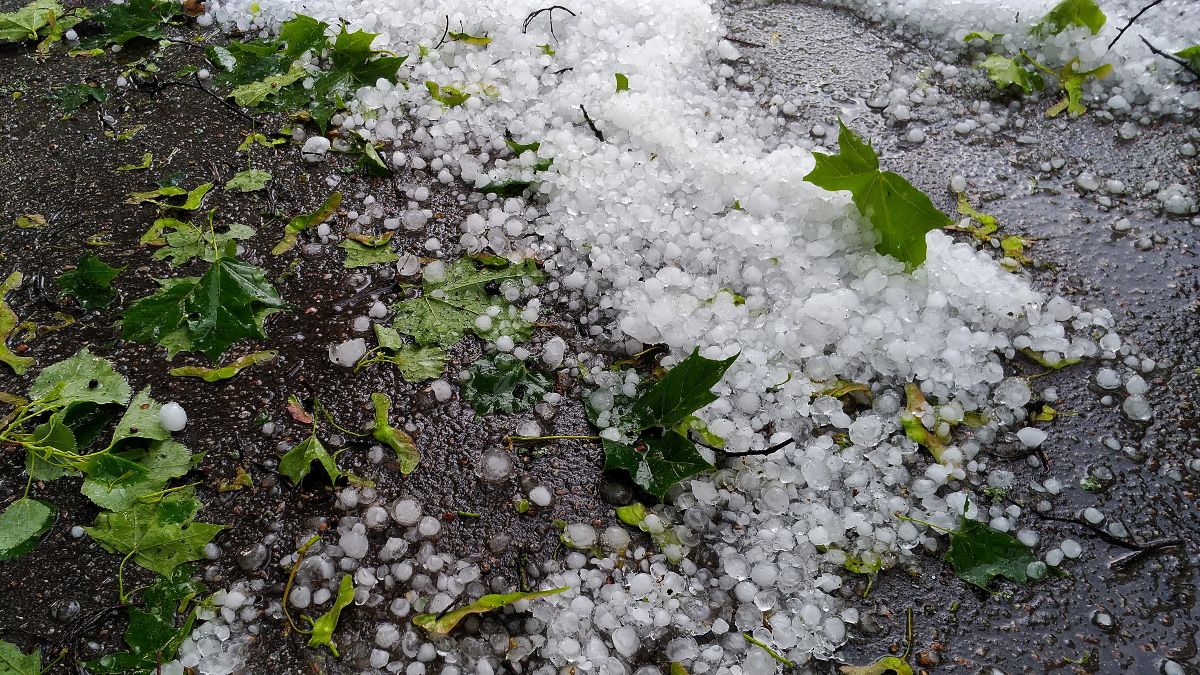 Como o granizo afeta as plantações Canal Agro Estadão