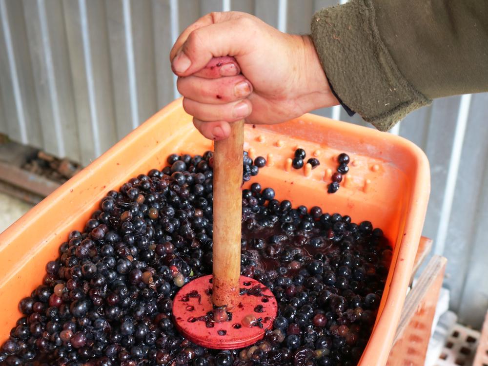 A vitivinicultura cuida do plantio até o processamento da uva. (Fonte: Shutterstock)