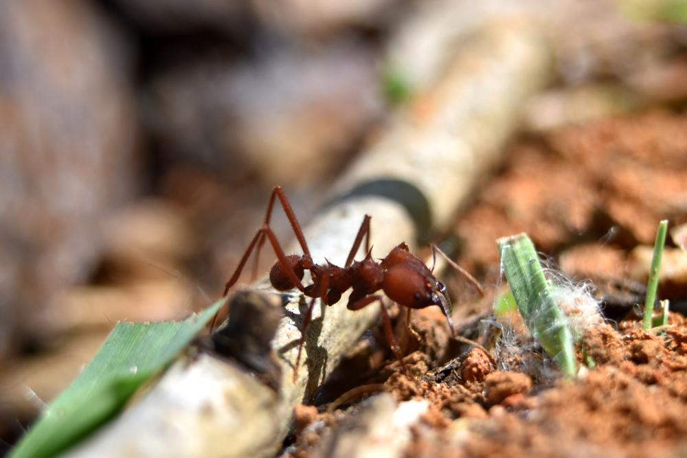 Formiga saúva bem avermelhada na frente de um pedaço de capim cortado