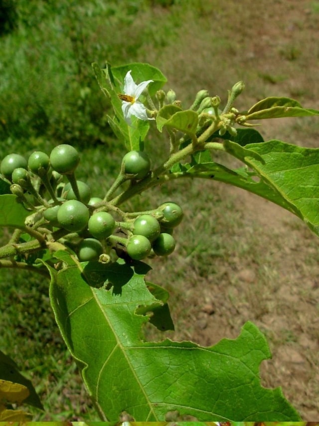 Os benef cios da jurubeba para a sa de Canal Agro Estad o