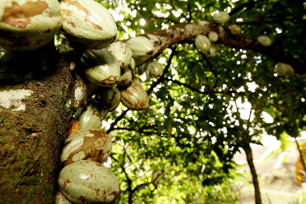 Foto tirada de baixo para cima, de um pé de cacau com frutos ainda verdes e manchados por um fungo
