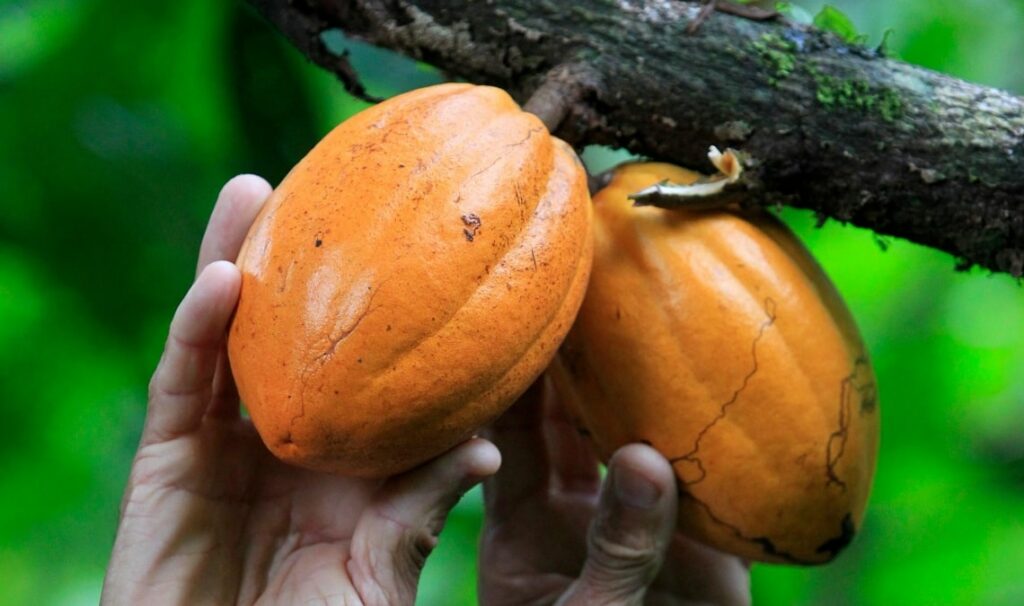 Mãos de uma pessoa branca segurando dois cacaus laranjas, ainda presos na árvore