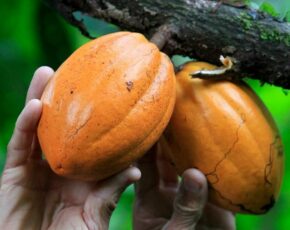 Mãos de uma pessoa branca segurando dois cacaus laranjas, ainda presos na árvore