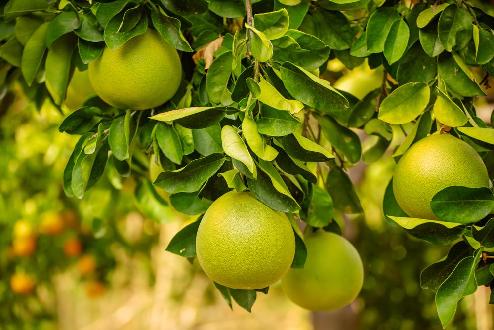 Imagem de uma plantação de laranja, com foco em uma árvore onde os frutos ainda estão verdes