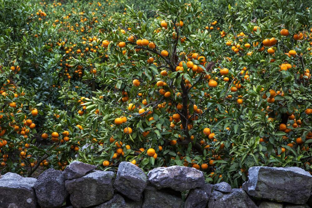 Plantação de laranja com as árvores médias, frutos bem maduros de cor laranja e folhas verdes e longas