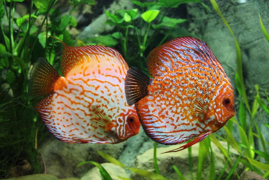 Dois peixes ornamentais arredondados, com manchas laranjas no corpo