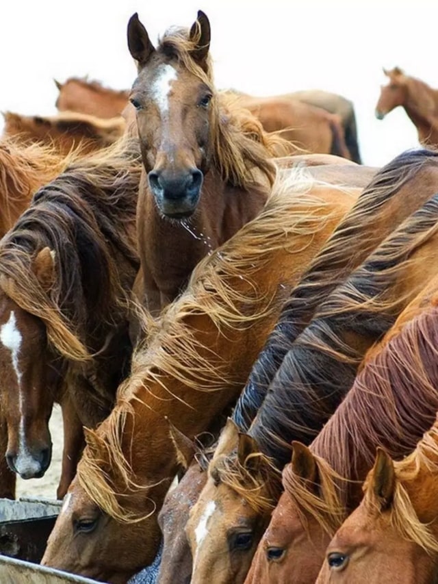 O capim que pode matar os cavalos. 