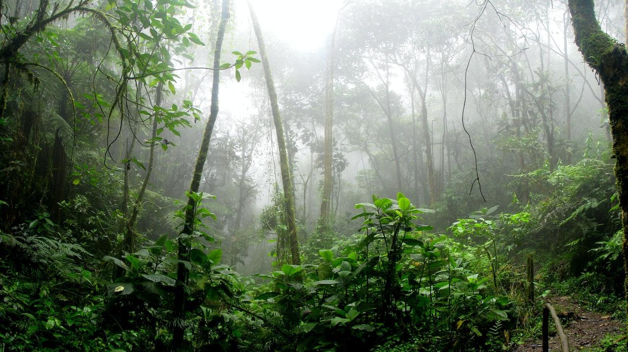 Fundo Amazônia: o que é e qual é o objetivo? - Estadão