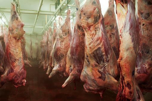 Brasil deixa de exportar US$ 17 milhões por dia em carne bovina para a China, mas ritmo deve ser retomado com a confirmação de caso atípico. (Fonte: Getty Images/Reprodução)