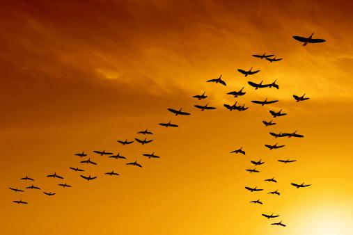 Aves silvestres voando em formação de V no por do sol