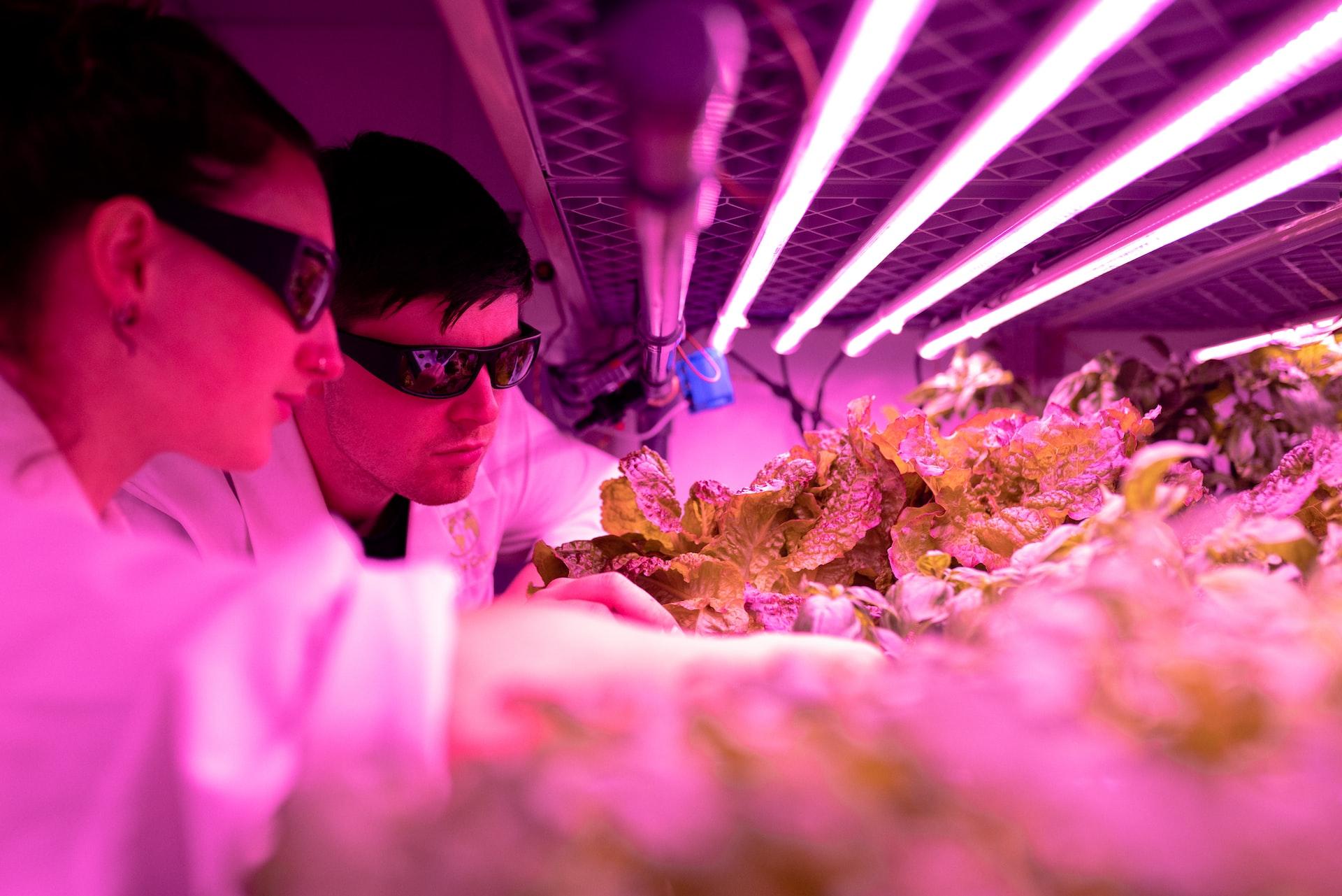 Um cientista e uma cientista analisando plantas em estufa com luz cor de rosa