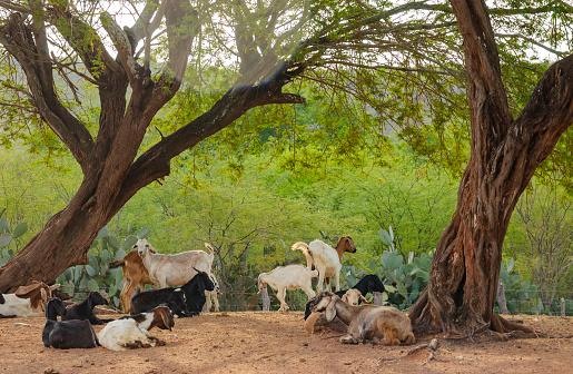 A criação de caprinos é uma tradição pecuária da Caatinga pela adaptabilidade da espécie ao bioma. (Fonte: GettyImages/Reprodução)