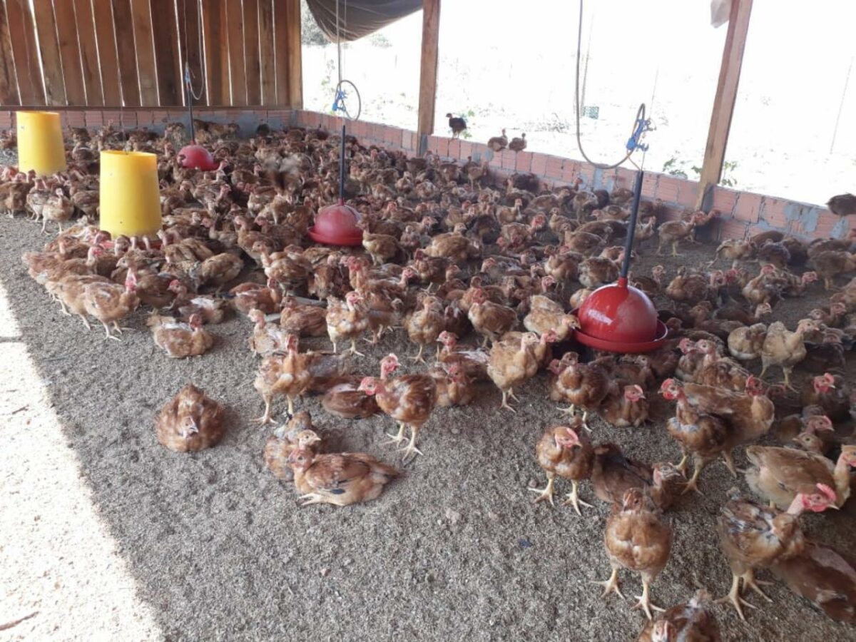Avicultura: Como Iniciar Uma Produção De Aves? 2026