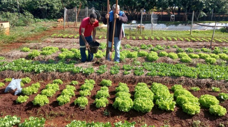 Reforma agrária, dois agricultores observando as plantações de uma horta pequena