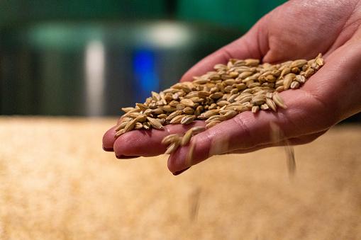 Brasil exporta a maior do trigo consumido da Argentina, mas produção brasileira segue aumentando e pode ultrapassar o volume produzido pelo arroz. (Fonte: GettyImages/Reprodução)