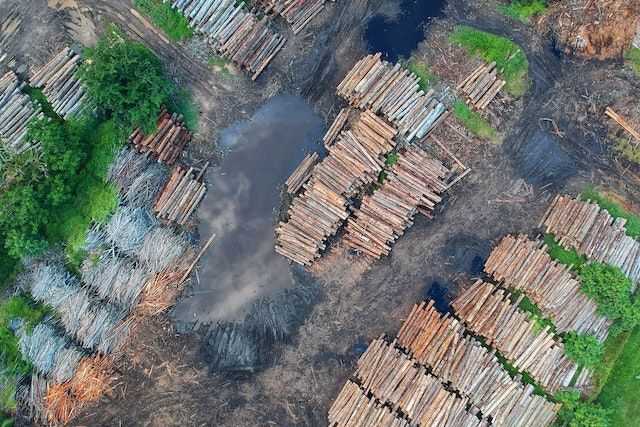 Desmatamento é uma preocupação ambiental mundial. (Fonte: Pexels/Reprodução)