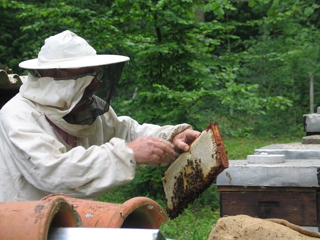 Apicultor com roupa de proteção e luvas colhendo o mel produzido pela colmeia