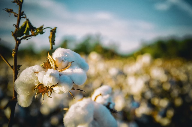 Mato grosso é o maior produtor de algodão em pluma do Brasil. (Fonte: Pixabay/Reprodução)