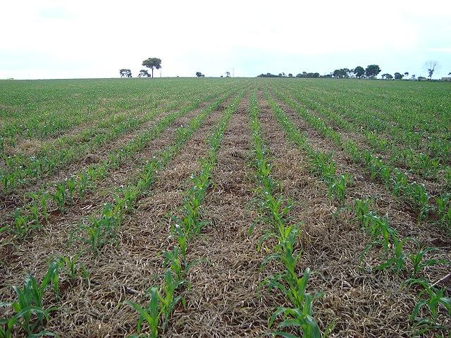 Sistema de Plantio Direto de milho em Minas Gerais, foram mantidas as plantas de cobertura. (Fonte: WikimediaCommons/Reprodução)