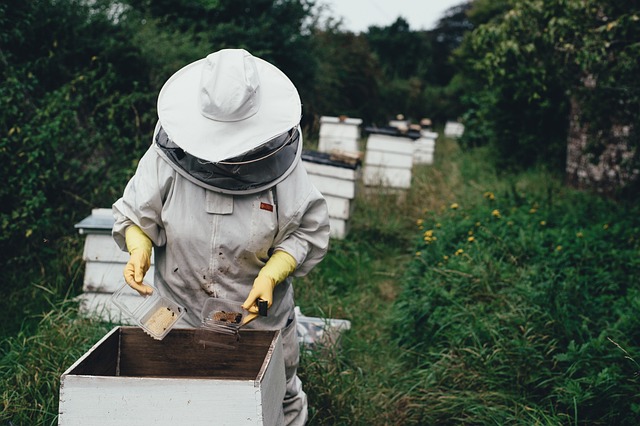 Apicultor com luvas amarelas e roupa de proteção fazendo o manejo da colmeia de abelhas