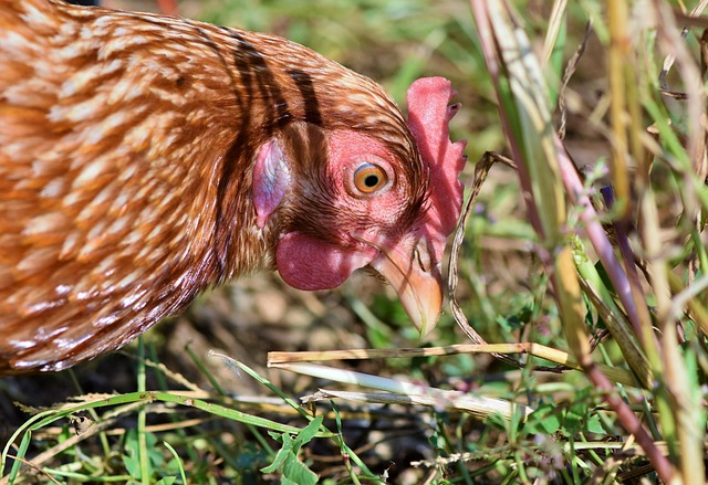 Criadas soltas, as galinhas caipiras ingerem muitos alimentos que as de granja não têm acesso. (Fonte: Pixabay/Reprodução)