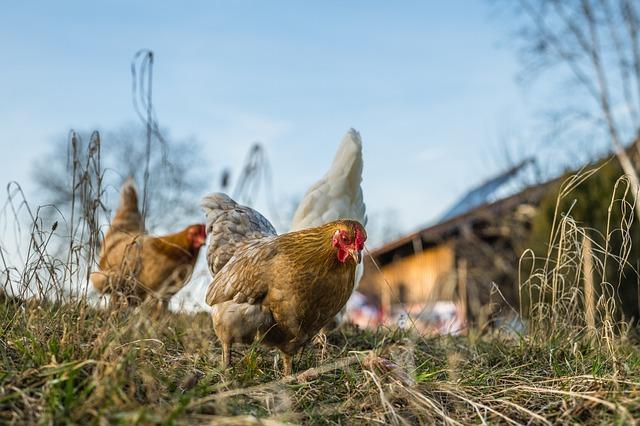 É importante manter o maior acesso das galinhas caipiras ao maior número de elementos naturais possíveis. (Fonte: Pixabay/Reprodução)
