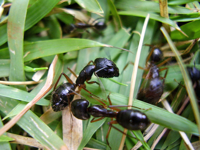 Formigas cortadeiras nas folhas.  (Fonte: WikimediaCommons/Reprodução)
