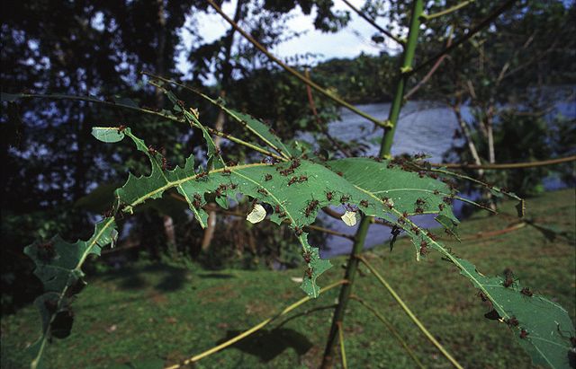 Saúva (Atta colombica) atacando folhas.  (Fonte: WikimediaCommons/Reprodução)