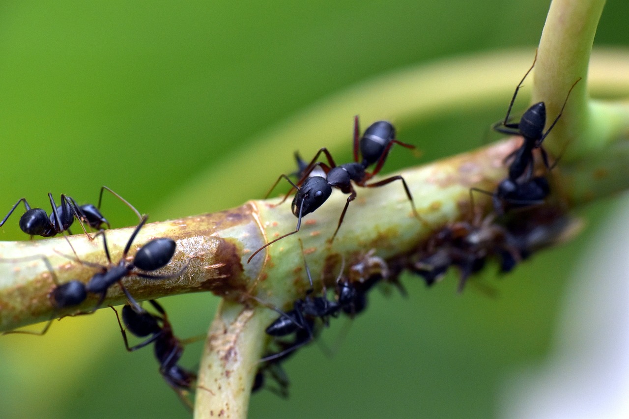 Formiga quais tipos afetam as plantações Canal Agro Estadão