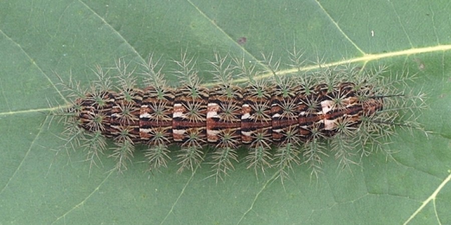 99% das lagartas têm hábitos herbívoros, entre elas a taturana-oblíqua (Lonomia obliqua) que pode causar serios danos à saúde humana. (Fonte: WikimediaCommons/Reprodução)