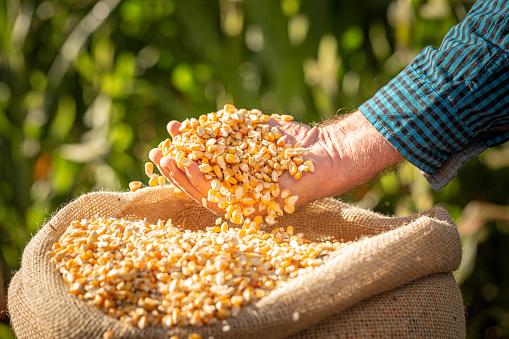 A disponibilidade de nutrientes é essencial para uma boa produtividade na lavoura de milho. (Fonte: GettyImages/Reprodução)