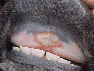 Afta bovina causada pela febre aftosa. (Fonte: WikimediaCommons/Reprodução)