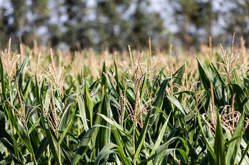 Alta de preços tem estimulado aumento das áreas plantadas com milho. (Fonte: GettyImages/Reprodução)
