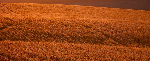 Brasil deve continuar líder mundial na produção de soja na safra 2022/23. (Fonte: Pixabay/Reprodução)