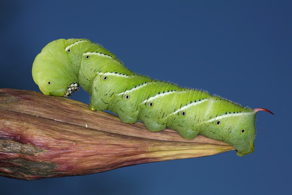 Detalhe da lagarta verde.  (Fonte: WikimediaCommons/Reprodução)