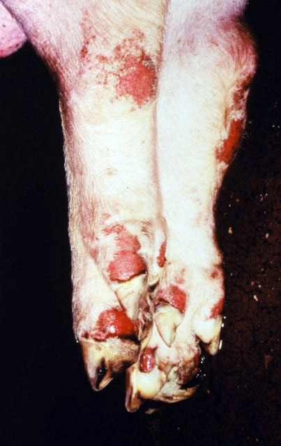 Feridas nos pés de um pourco causadas pela febre aftosa. (Fonte: WikimediaCommons/Reprodução)