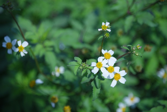 Floração de Biden pilosa.  (Fonte: Pixabay/Reprodução)