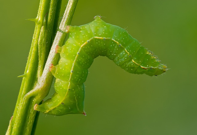 O inseto se camufla com as folhas e tem hábitos noturnos.  (Fonte: Pixabay/Reprodução)