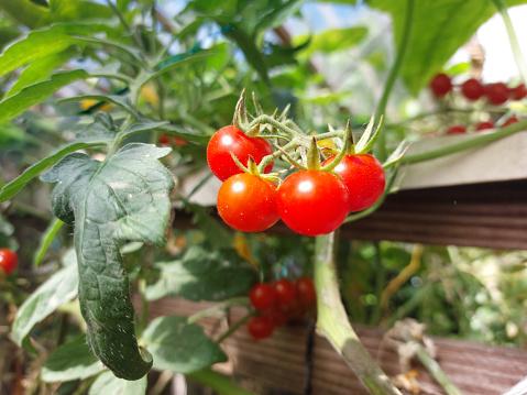 O tomate é uma das principais hortaliças cultivas e consumidas no Brasil. (Fonte: GettyImages/Reprodução)