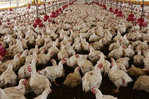 Os prebióticos são uma alternativa sustentável ao uso de antibióticos na avicultura industrial. (Fonte: GettyImages/Reprodução)