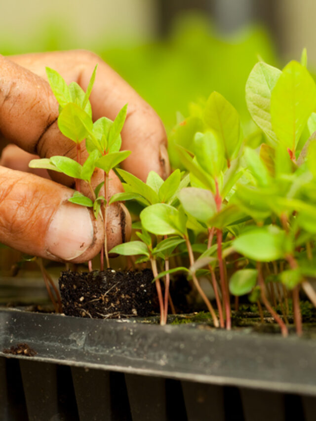 Como Fazer Muda De Plantas Canal Agro Estad O