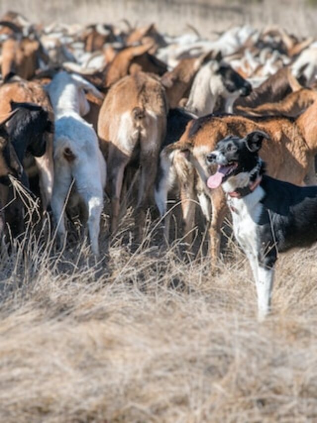 O que são cães de pastoreio?