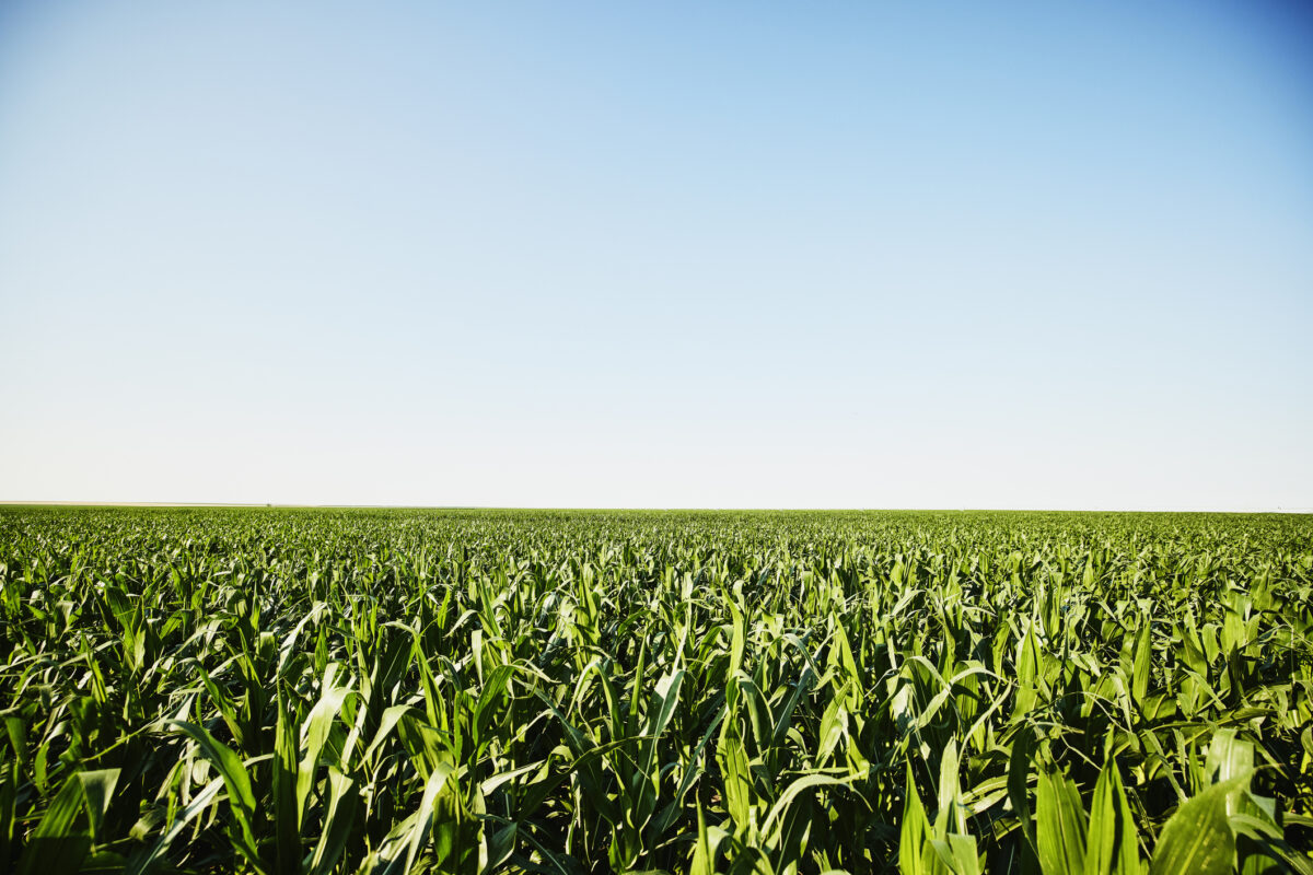 Wide shot of corn field on farm on summer morning