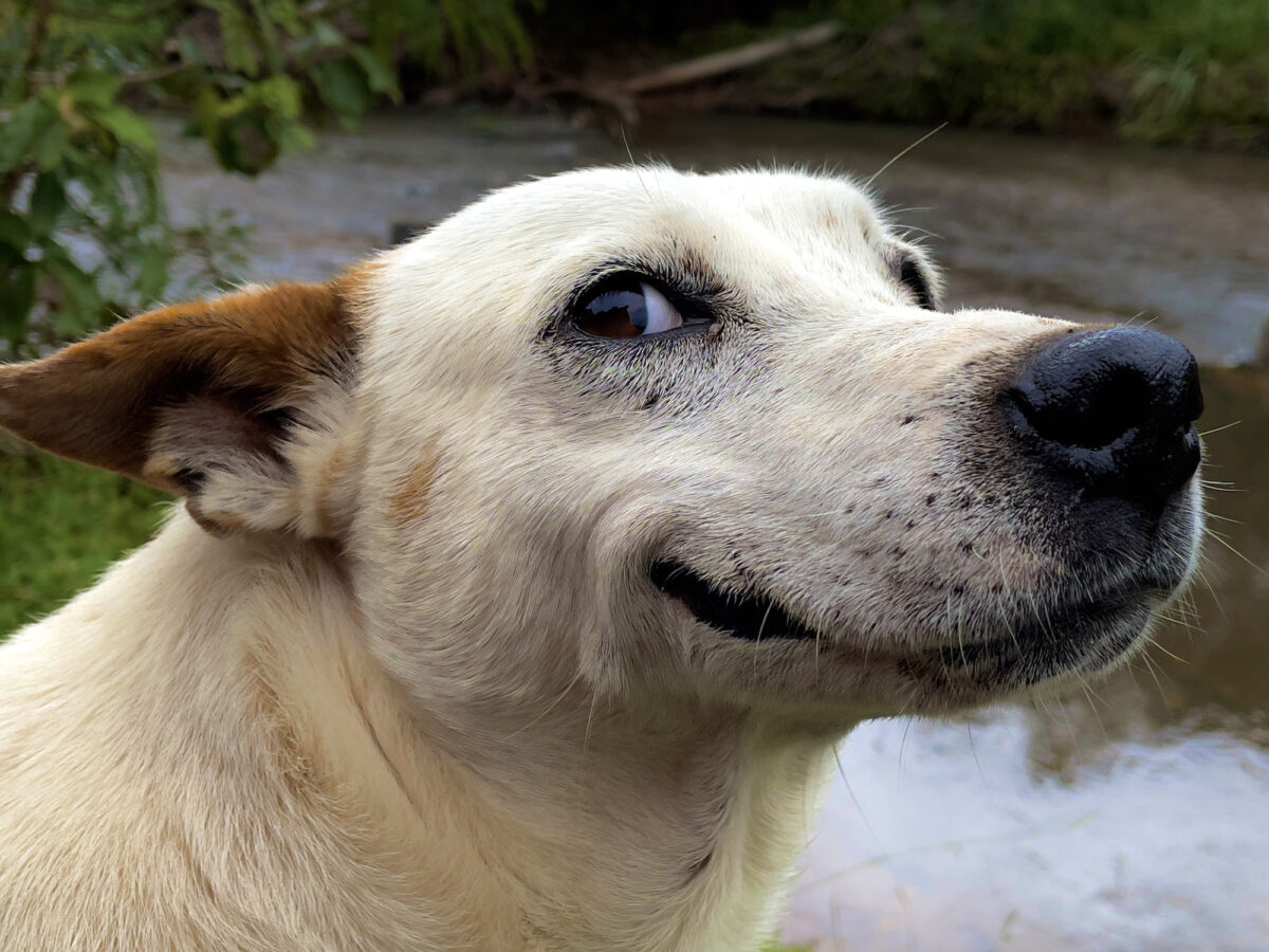 Happy dog