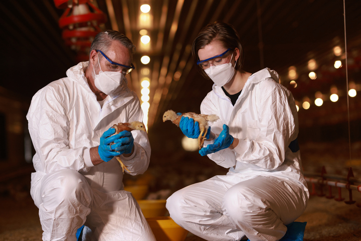 Livestock or Poultry, male and female veterinarians wearing PPE work inspect in Chicken farm